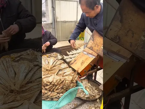ANGELICA roots SLICED in massive batches 😮🌿 #shorts #gardening #farming #plants #garden