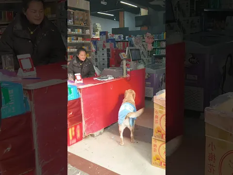 dog loves the elderly and tries his best to help others.狗狗疼愛老人，盡力幫忙羨慕煞旁人