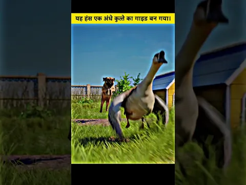 This Goose Became A Blind Dog's Guide 🥲
