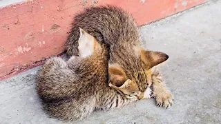 When baby meets a fleet of kitten #cute #cat #meow #kitten