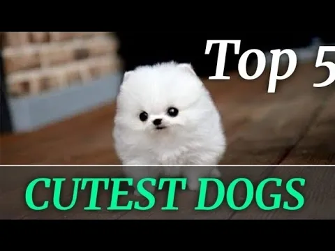 TOP 5 CUTE PUPPY BREEDS