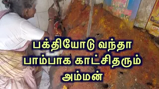 பக்தியோடு வந்தார் பாம்பாக காட்சிதரும் அம்மன்