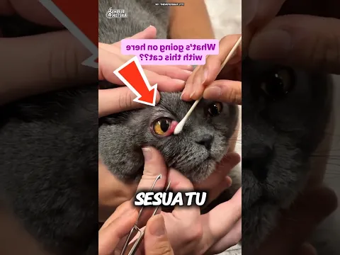 Pemilik Kucing Wajib Tahu Kondisi Mata Ini!