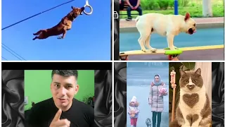 Asombrosos animalitos, que jamas viste. según [Davidg3