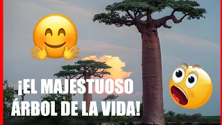 🌴 ESTE ÁRBOL ES EL MEJOR ALIADO DEL HOMBRE | BAOBAB 🌳