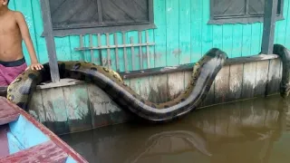 12 COBRAS GIGANTES CAPTURADAS NO BRASIL (parte 2)