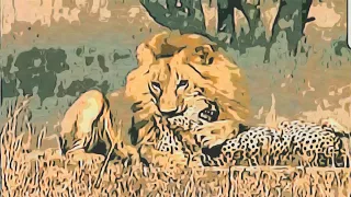 مذهل. الاسد ملك الغابه يقتل الفهد. مشهد لا يصدق. عالم الحيوانات البريه