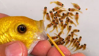3 African Cichlids Give Birth at the Same Time! (Unbelievable Aquarium Moment)