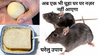 चूहे आपके घर से रास्ता भूल जायेंगे। घर को देखने से भी डरेंगे। chuhe bhagane ka tarika।rat repellant