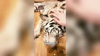 This dog has HELPEDmany people#animals 