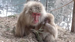 【地獄谷野猿公苑】☆ トックリ00　全記録集　2016年 2 ☆　～ニホンザル～ / snowmonkey