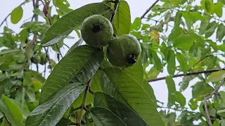 Rain 🌧  Relaxing Nature Sound Original No Edit 4K 60 FPS