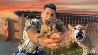 حطيت قنفد أختي في قفص الوشق المصري(أسد الجبال) إفتراس البريه في بيتي💔😱🥲