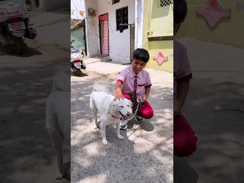 गोली का डॉगी😭#explore #emotational #shortvideo #teacher #inspiration #facts #students #sad