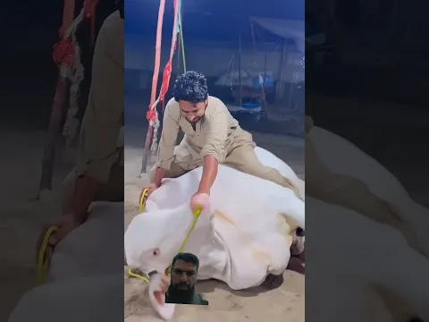 💯♥️💞qurbani 2024 | #qurbani2k24 #cow #animals #bull #shorts #shortsvideo
