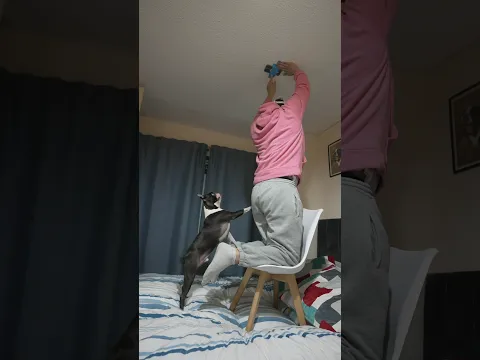 My dog is caught on 4k again 😅 #shorts