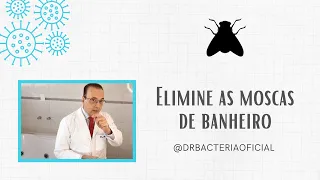 Como acabar com as moscas de banheiro? Saiba o que são e o que fazer!