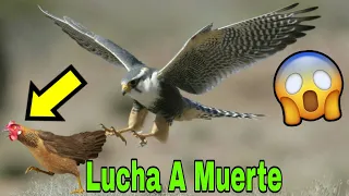 Halcón CAZANDO a UNA GALLINA 🐓😱