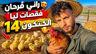 مفاجأة كبيرة فالمزرعة دجاجة وحدة فقصات 14 كتكوت! 😱🐥