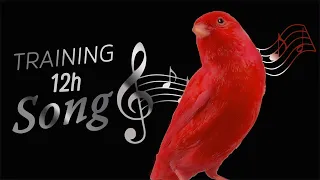 Red CANARY Singing 12h Training Song