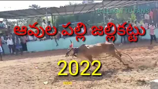 #Avulapalle #jallikattu pedda uppara palli