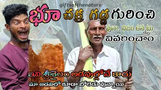 ఈ వీడియో చూస్తే భూచక్రగడ్డ గురించి మీ అనుమానాలు తీరిపోతాయి.#bhuchakragadda #village #nature