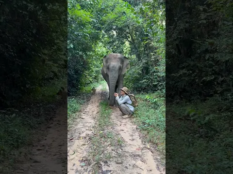 Elephants don't leave their owners.