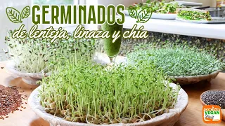 GERMINADOS en casa, facilísimos y con 800% más nutrientes