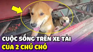 Cuộc sống trên xe tải của Fu Fu Lai Lai và chủ nhân 🐶