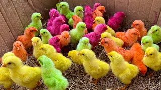 Catch Cute Chickens, Colorful Chickens, Rabbits, Cats, Swans,Ducks, Betta Fish, Turtle, Cute Animals