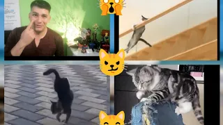 Los GaToS son de Otro Planeta 😸