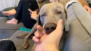 Compilation of funny pets and animals video  |  Ķepu video skatītāju iesūtītie kuriozi