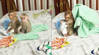 Best Action - Baby Monkey Bryyan and Icy is waiting for Daddy put on diapers and clothes!