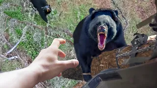 Случаи с Медведем, Которые Лучше не Смотреть Одному 4K