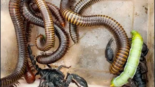 Hundreds of Giant Millipedes, Scorpions Found in One Place! | Amazing Forest Discovery