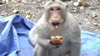 Monkeys Being Familiar With Living Beside Human Society 13 | Viral Monkey