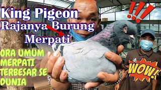 8 Jenis Burung merpati Hias Dari Eropa & Amerika ada Di Jakarta Pigeon Centre