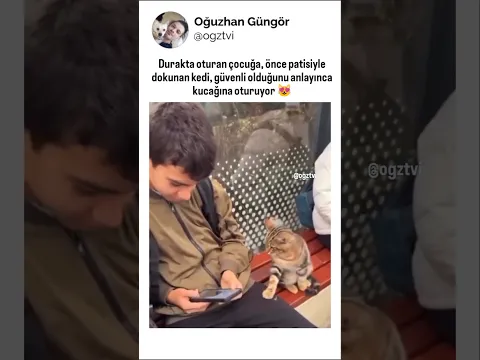 Güvenilirlik testi yapan kedi