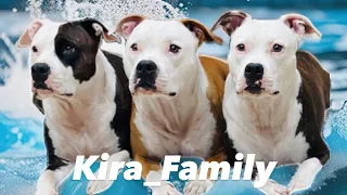 Chi si ferma è perduto e questo dog lo sa….. 🐶🐶#dogs dogs #giochi #dog #Food