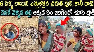 6 ఏళ్ళ బాబుని ఎత్తుకెళ్లిన చిరుతపులి,కానీ దాని వెనకే వెళ్ళిన తల్లి అక్కడ ఏం జరిగిందో చూసి అందరూ షాక్