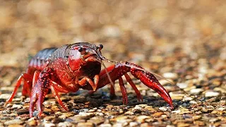 HOW TO purge Crayfish for eating