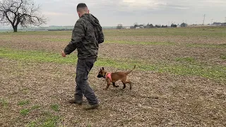 Köpeklerimi Nasıl Eğitiyorum | En Çok Sorulan Soruya Cevap Verdik 😊