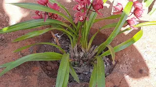 ai ai ai o seu simbio não quer florir de jeito nenhum Será porque vamos plantar ele no chão