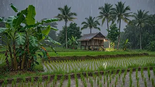 No Ads Rain Sounds for Sleeping - ASMR Rain and Thunder Sounds For Sleeping, Relaxing