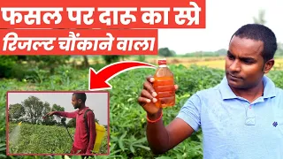 फसल पर किया देशी दारू का स्प्रे 😳 आया चौंकाने वाला रिजल्ट What happens if we spray alcohol on plant