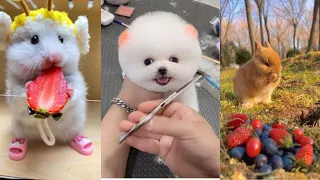 Cutest Animal Babies Ever! 😍#cuteanimals