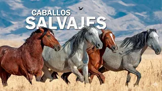 Oeste Americano La INVASIÓN de Caballos Salvajes: que se duplican cada 4 años.