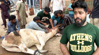 APNEY PAYARE JANWAR ZAM ZAM KO QURBAN KRDIYA 😖💔 | MY FIRST QURBANI IN MY LIFE😭 SYED FAHAD EMOTIONAL