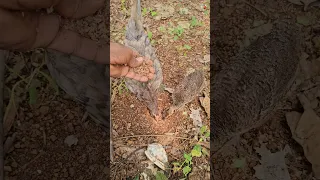 മയിൽക്കുഞ്ഞിന് എന്താണ് സംഭവിച്ചത്? 😢💔