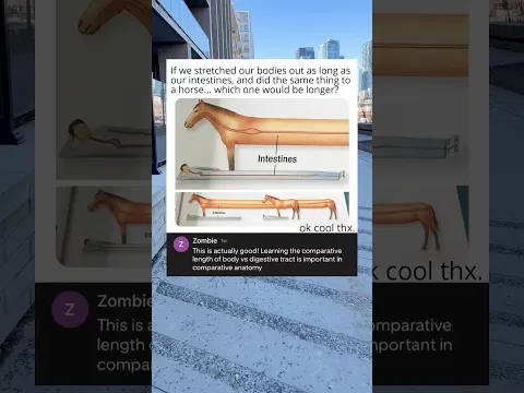 If we stretched our bodies out as long as our intestines, and did the same thing to a horse